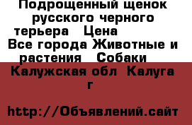 Подрощенный щенок русского черного терьера › Цена ­ 35 000 - Все города Животные и растения » Собаки   . Калужская обл.,Калуга г.